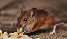 24 Hour & Emergency Exterminators in Mcintosh, FL